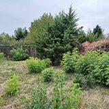 Vladiceasca, Snagov